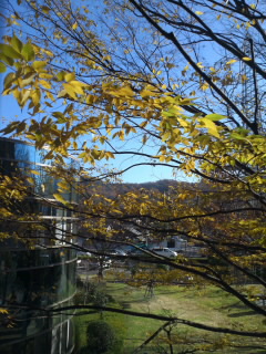 ケヤキの紅葉が綺麗です