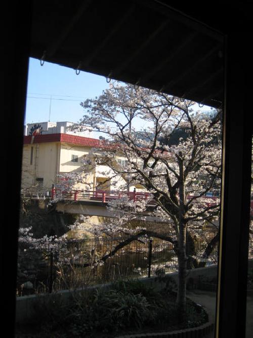 お花見