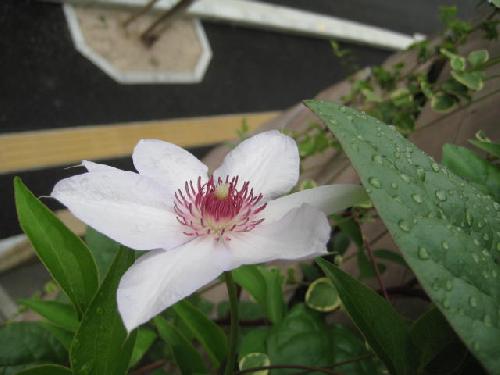 梅雨は続く・・・