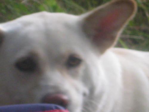 お父さん犬