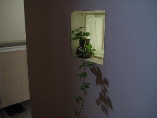 植栽